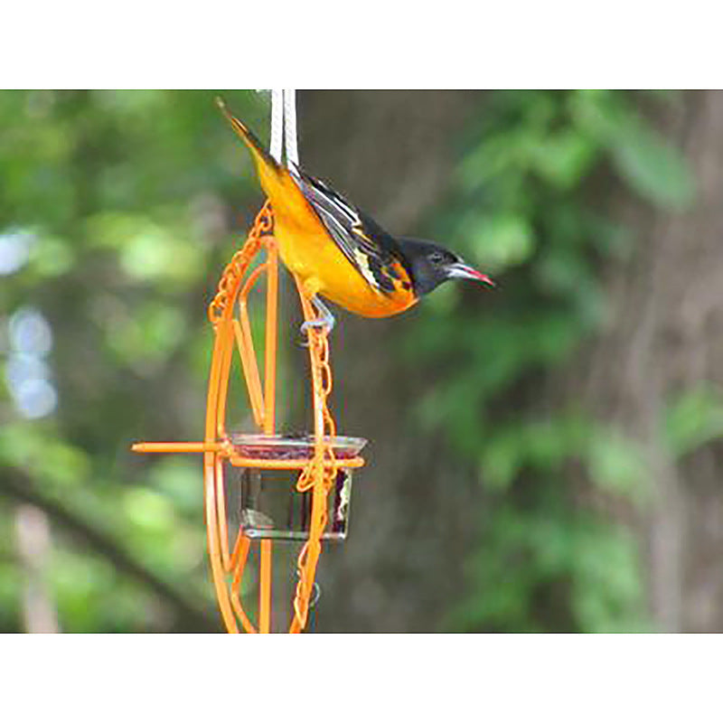 Hanging Oriole Fruit & Jelly Feeder
