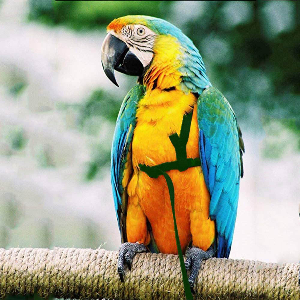 Macaw wearing a flight harness