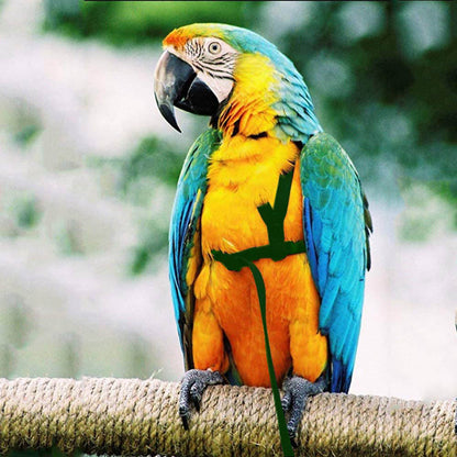 Macaw wearing a flight harness