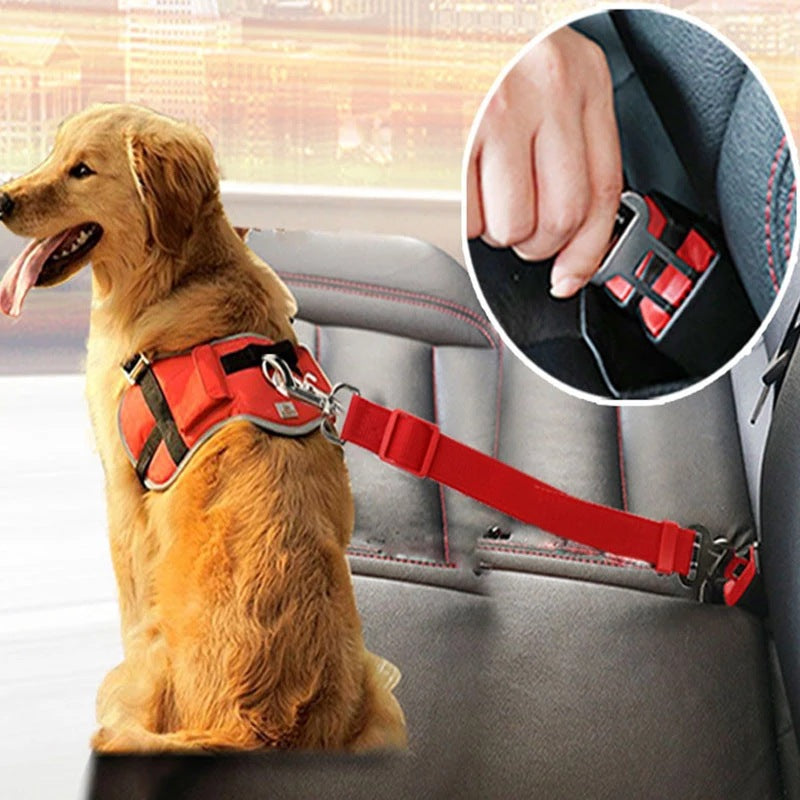 Dog on the back seat clipped in with the seat belt leash