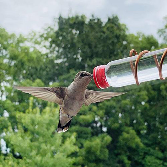Hummingbird feeding from a tube