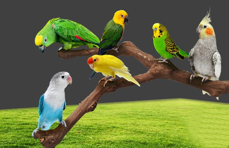 Natural Grapevine Perch for Bird Cages
