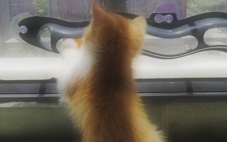 Window Track-Ball Cat Toy