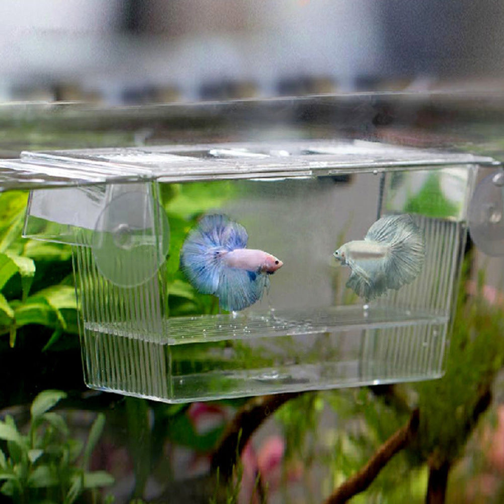 Clear fish breeding and isolation box