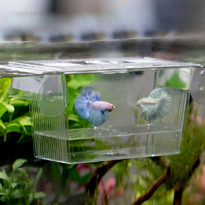 Clear fish breeding and isolation box
