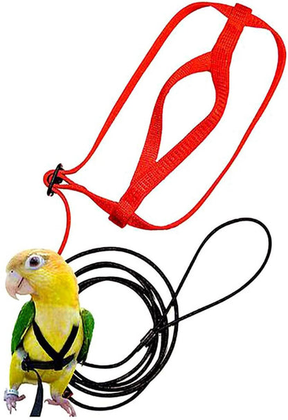 Harness and leash