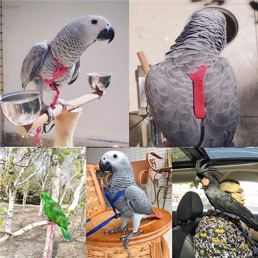 Grey parrots wearing the harness