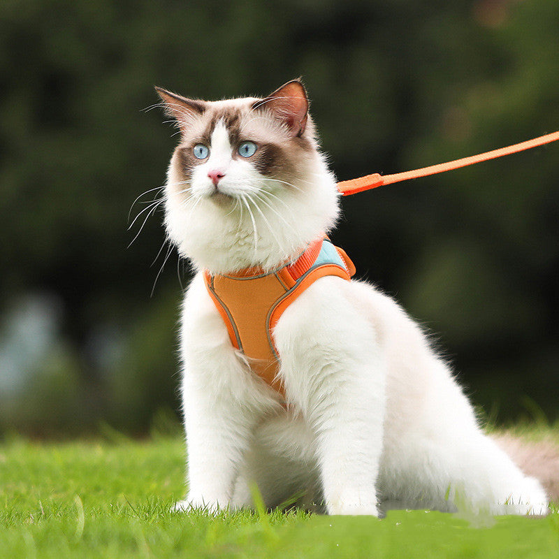 Cat wearing the orange vest harness with leash outdoors