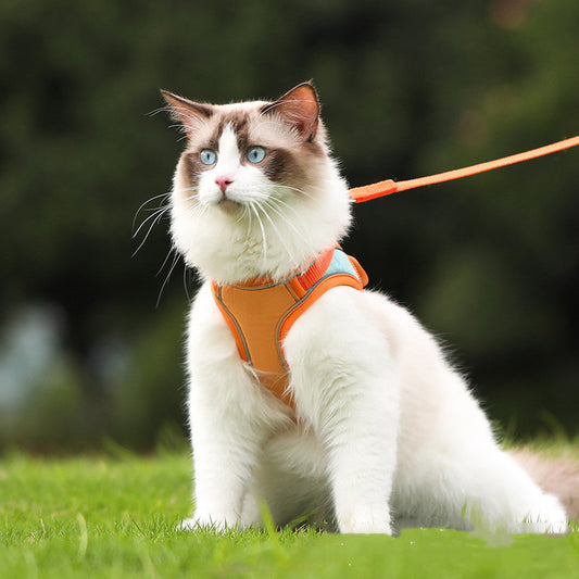Cat wearing the orange vest harness with leash outdoors