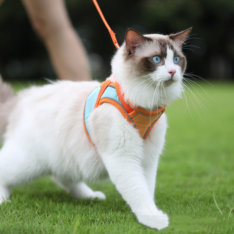 Cat walking on grass in the harness